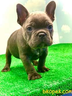 MUHTEŞEM GÜZELLİKTE BLUE FRENCH BULLDOG 2