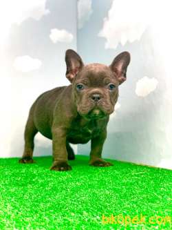 MUHTEŞEM GÜZELLİKTE BLUE FRENCH BULLDOG