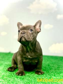 MUHTEŞEM GÜZELLİKTE BLUE FRENCH BULLDOG 2