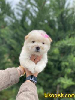 MUHTEŞEM GÜZELLİKTE CHOW CHOW YAVRULARIMIZ 3