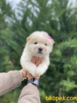 MUHTEŞEM GÜZELLİKTE CHOW CHOW YAVRULARIMIZ 2