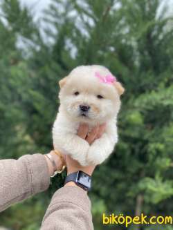 MUHTEŞEM GÜZELLİKTE CHOW CHOW YAVRULARIMIZ 1
