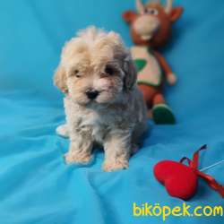 MUHTEŞEM GÜZELLİKTE  DİŞİ MALTİPOO YAVRULARIMIZ 2