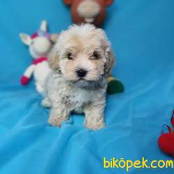 MUHTEŞEM GÜZELLİKTE  DİŞİ MALTİPOO YAVRULARIMIZ 3