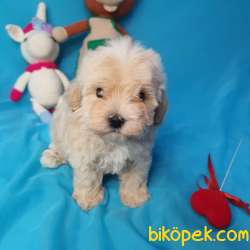 MUHTEŞEM GÜZELLİKTE  DİŞİ MALTİPOO YAVRULARIMIZ 4