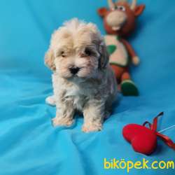 MUHTEŞEM GÜZELLİKTE  DİŞİ MALTİPOO YAVRULARIMIZ