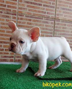 MUHTEŞEM GÜZELLİKTE FRENCH BULLDOG PLATİNYUM ERKEK 2