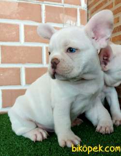 MUHTEŞEM GÜZELLİKTE FRENCH BULLDOG PLATİNYUM ERKEK 1