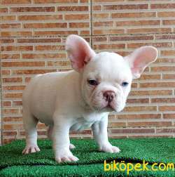 MUHTEŞEM GÜZELLİKTE FRENCH BULLDOG PLATİNYUM ERKEK 4