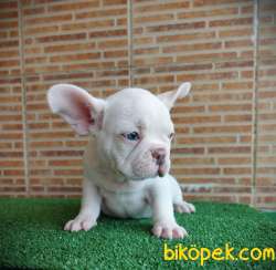 MUHTEŞEM GÜZELLİKTE FRENCH BULLDOG PLATİNYUM ERKEK 3