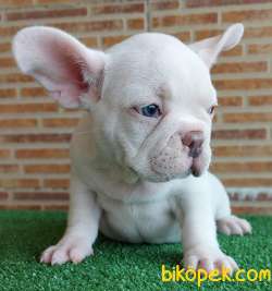 MUHTEŞEM GÜZELLİKTE FRENCH BULLDOG PLATİNYUM ERKEK 5