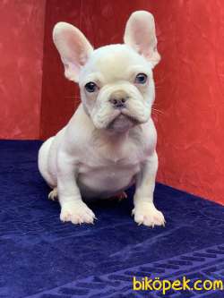 MUHTEŞEM GÜZELLİKTE FRENCH BULLDOG PLATİNYUM ERKEK YAVRU 2