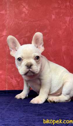 MUHTEŞEM GÜZELLİKTE FRENCH BULLDOG PLATİNYUM ERKEK YAVRU 3