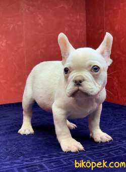 MUHTEŞEM GÜZELLİKTE FRENCH BULLDOG PLATİNYUM ERKEK YAVRU 5