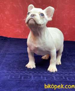 MUHTEŞEM GÜZELLİKTE FRENCH BULLDOG PLATİNYUM ERKEK YAVRU 4