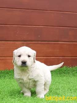 Muhteşem Guzellikte Golden Retriever Yavruları 4