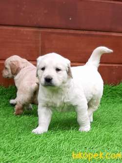 Muhteşem Guzellikte Golden Retriever Yavruları