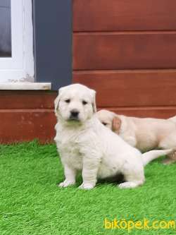 Muhteşem Guzellikte Golden Retriever Yavruları 3