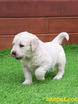 Muhteşem Guzellikte Golden Retriever Yavruları