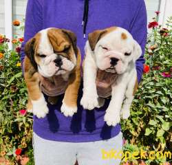 MUHTEŞEM GÜZELLİKTE İNGİLİZ BULLDOG YAVRULARIMIZ 3