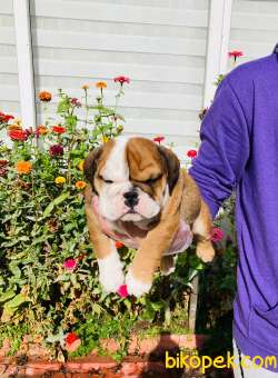 MUHTEŞEM GÜZELLİKTE İNGİLİZ BULLDOG YAVRULARIMIZ 4
