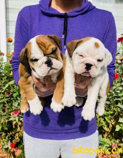MUHTEŞEM GÜZELLİKTE İNGİLİZ BULLDOG YAVRULARIMIZ 1