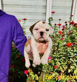 MUHTEŞEM GÜZELLİKTE İNGİLİZ BULLDOG YAVRULARIMIZ 2