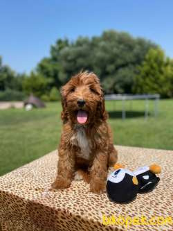 Muhteşem Güzellikte Labradoodle Bebekler 3