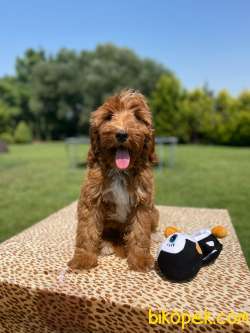 Muhteşem Güzellikte Labradoodle Bebekler 1