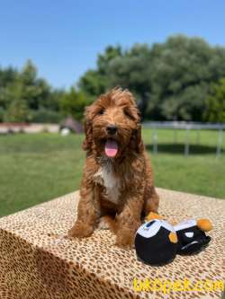 Muhteşem Güzellikte Labradoodle Bebekler 2