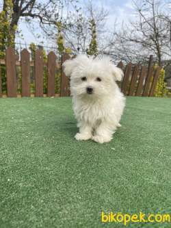 Muhtesem Guzellikte Maltese Yavrularimiz 3