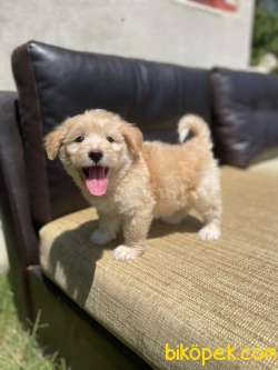 Muhteşem Güzellikte Maltipoo Yavrular 2