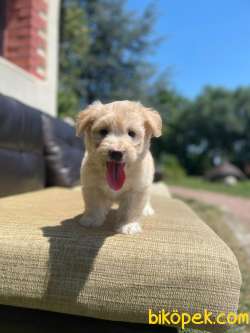 Muhteşem Güzellikte Maltipoo Yavrular 1