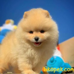 Muhteşem Güzellikte MiniBoy Pomeranian Boo Orjinal 4