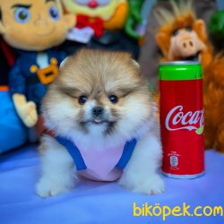 Muhteşem Güzellikte Olan Miniboy Pomeranian Boo Yavrularımız 3