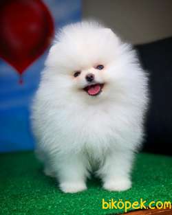 Muhteşem Güzellikte Olan Pomeranian Boo Yavrumuz 1