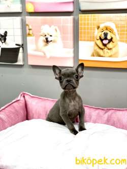 MUHTEŞEM GÜZELLİKTE ORJİNAL BLUE DİŞİ FRENCH BULLDOG