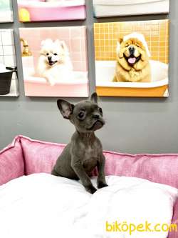 MUHTEŞEM GÜZELLİKTE ORJİNAL BLUE FRENCH BULLDOG 2