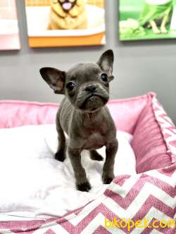 MUHTEŞEM GÜZELLİKTE ORJİNAL BLUE DİŞİ FRENCH BULLDOG 4