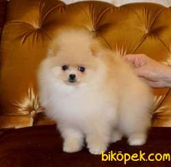 MUHTEŞEM GÜZELLİKTE ORJİNAL POMERANİAN BOO BEBEKLER 3