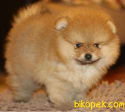 MUHTEŞEM GÜZELLİKTE ORJİNAL POMERANİAN BOO BEBEKLER 1