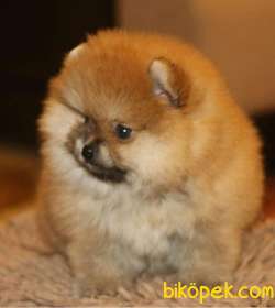 MUHTEŞEM GÜZELLİKTE ORJİNAL POMERANİAN BOO BEBEKLER 2