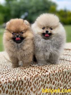 Muhteşem Guzellikte Pomeranian Bebekler 3