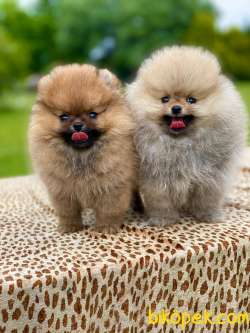 Muhteşem Guzellikte Pomeranian Bebekler 2