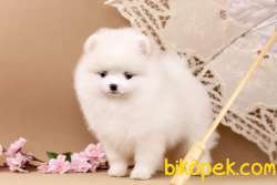 Muhteşem Guzellikte Pomeranian Bebeklerimiz 3