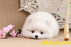 Muhteşem Guzellikte Pomeranian Bebeklerimiz 2
