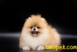 Muhteşem Guzellikte Pomeranian Boo Bebeklerimiz 2