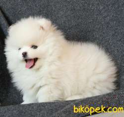 Muhteşem Güzellikte SCR Sertifikalı Pomeranian Boo Yavru 1
