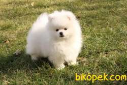 Muhteşem Güzellikte SCR Sertifikalı Pomeranian Boo Yavru 4