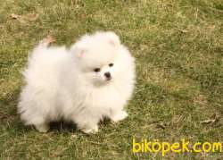 Muhteşem Güzellikte SCR Sertifikalı Pomeranian Boo Yavru 3